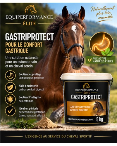 protection estomac cheval soins ulcère cheval