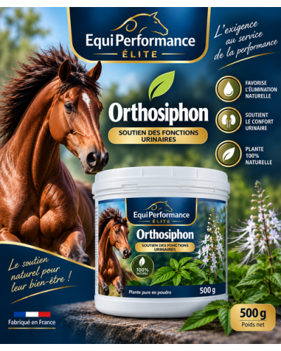 ORTHOSIPHON cheval saignement sanguin cheval 500G